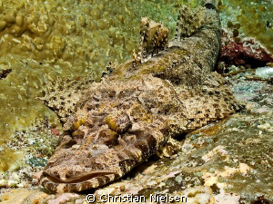 Crocodilefish on Crystal Rock, Komodo.
Olympus E330, 14-... by Christian Nielsen 